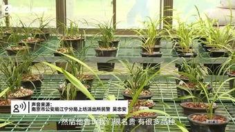 紫金山视频爆料大全,揭秘热点事件背后的真相